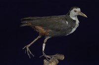 藏品(白腹秧雞)的圖片